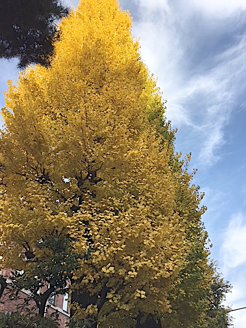 f:id:jyurakusha:20161117175710j:plain