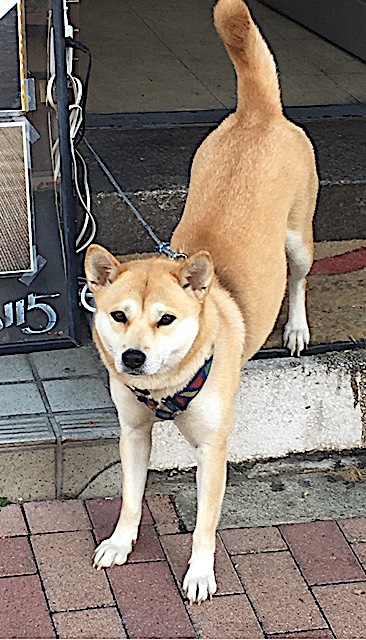 f:id:jyurakusha:20181231205837j:plain