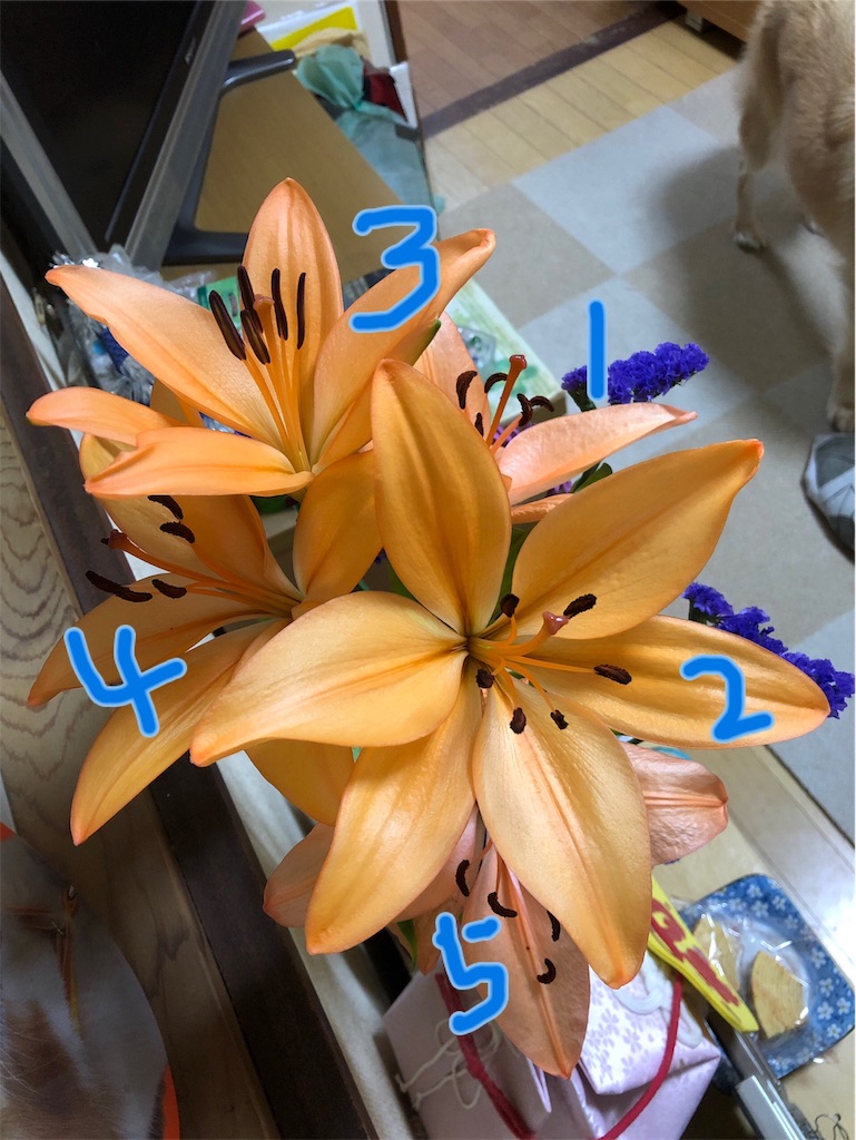 f:id:jyuripon:20181205173928j:image