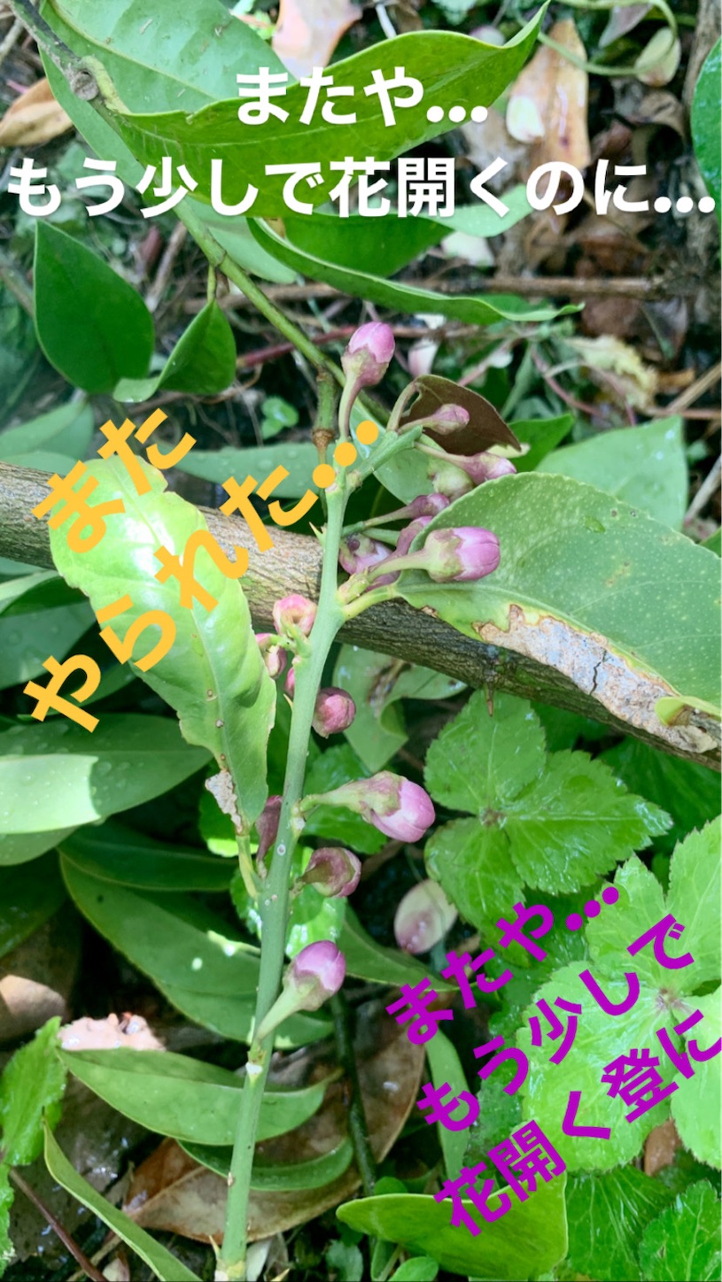 f:id:jzzjvivi:20210422003924j:image f:id:jzzjvivi:20210422003924j:image