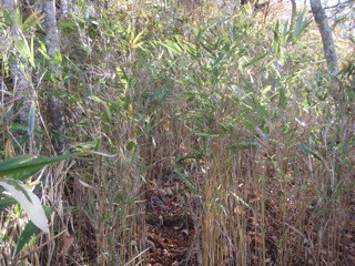 f:id:k-1:20081102134802j:image