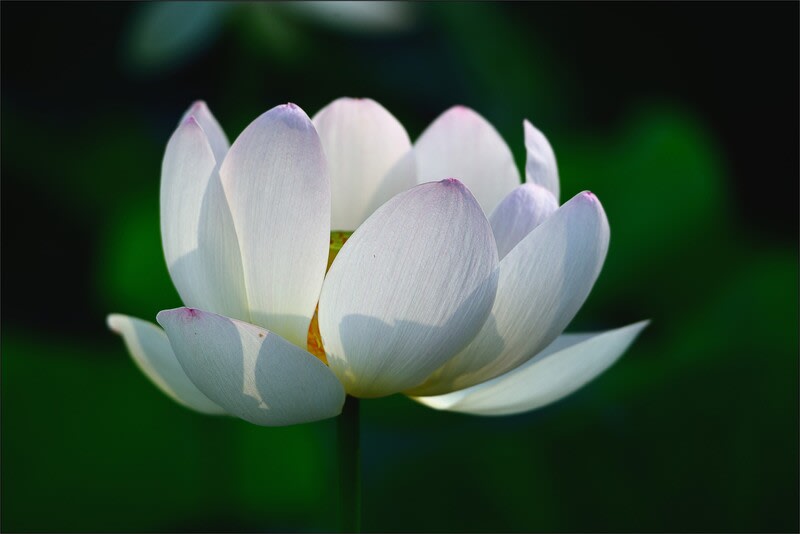 ハ ス の 花 (Ⅲ) - カメラの向こうに自然が見える!