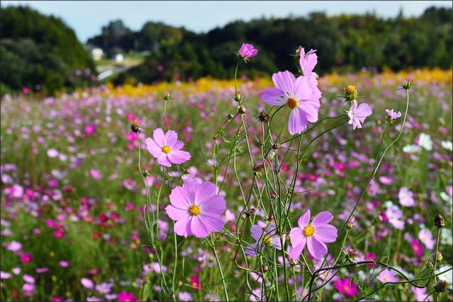 「鼻高展望花の丘」で咲く コスモス(Ⅲ) - カメラの向こうに自然が見える!
