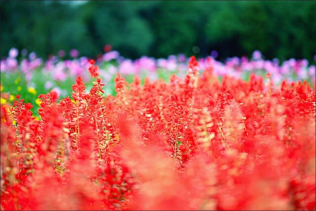 「鼻高展望花の丘」で咲く花 センニチコウ - カメラの向こうに自然が見える!