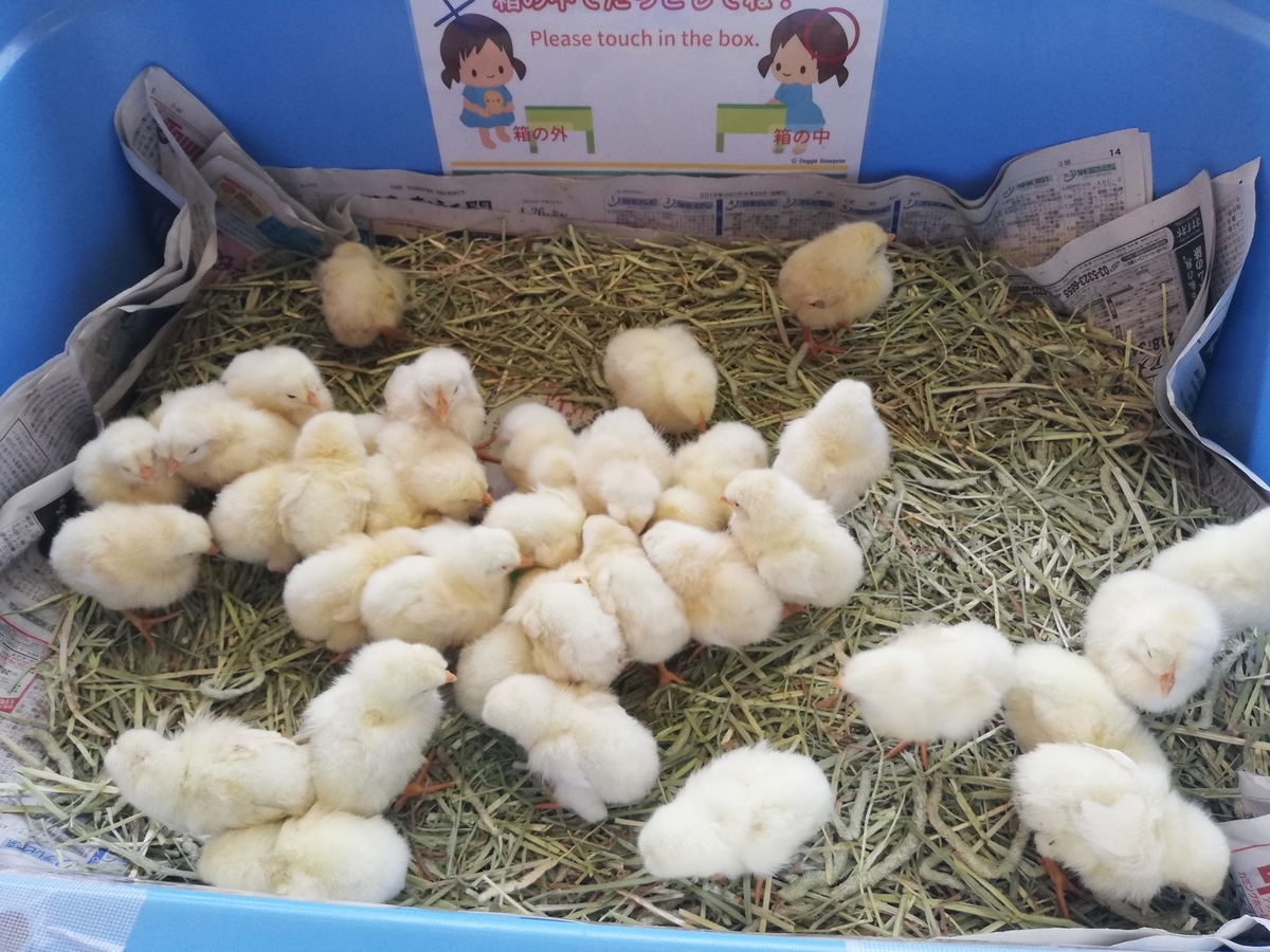 f:id:k-cream:20190506131923j:plain f:id:k-cream:20190506131923j:plain
