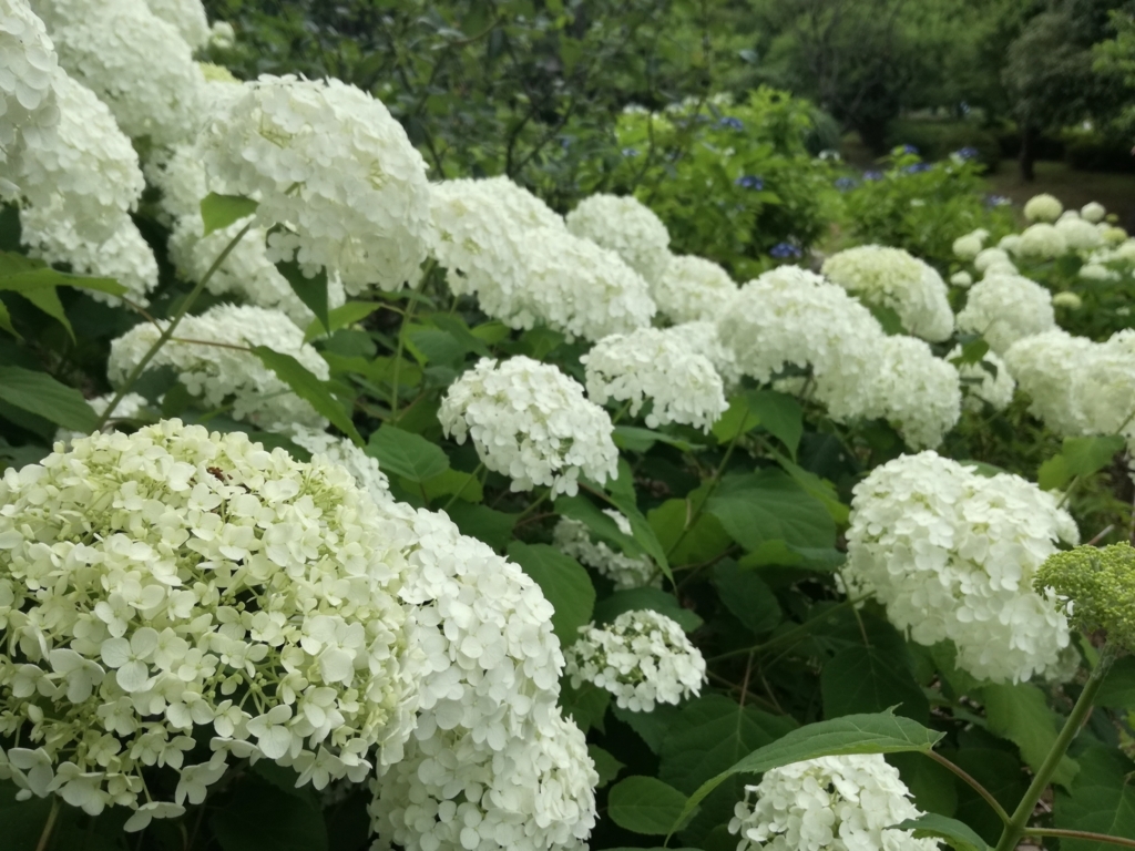 f:id:k-emu:20180609233254j:plain