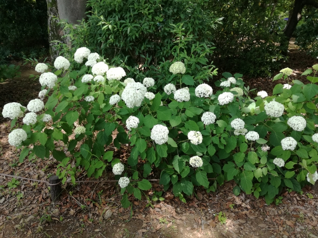 f:id:k-emu:20180609233404j:plain