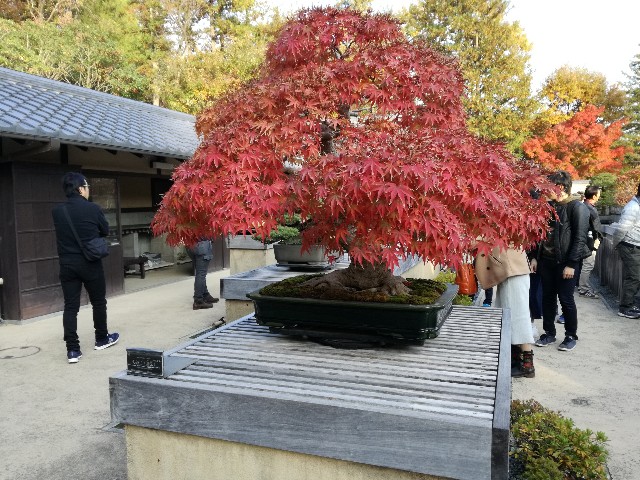 f:id:k-emu:20181125214641j:image