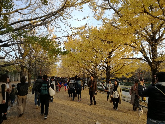 f:id:k-emu:20181125214901j:image