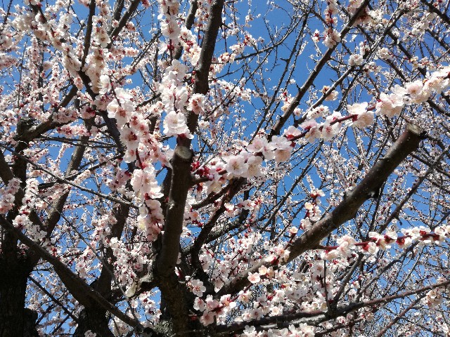 f:id:k-emu:20190314232154j:image f:id:k-emu:20190314232154j:image