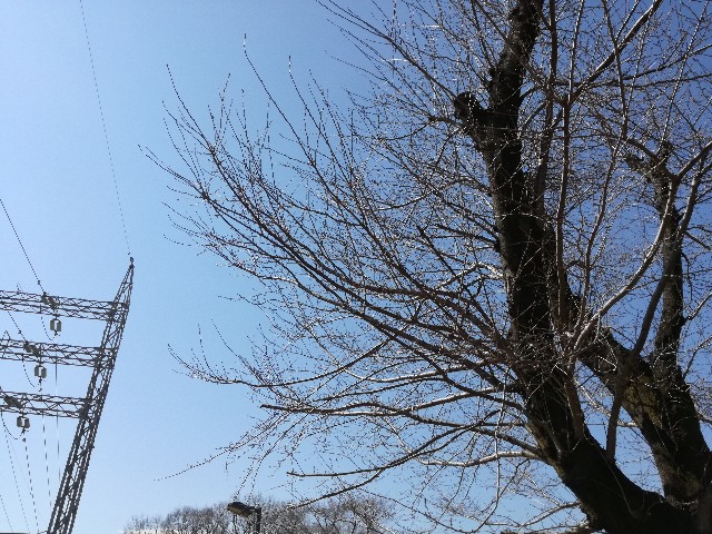 f:id:k-emu:20190314232218j:image f:id:k-emu:20190314232218j:image