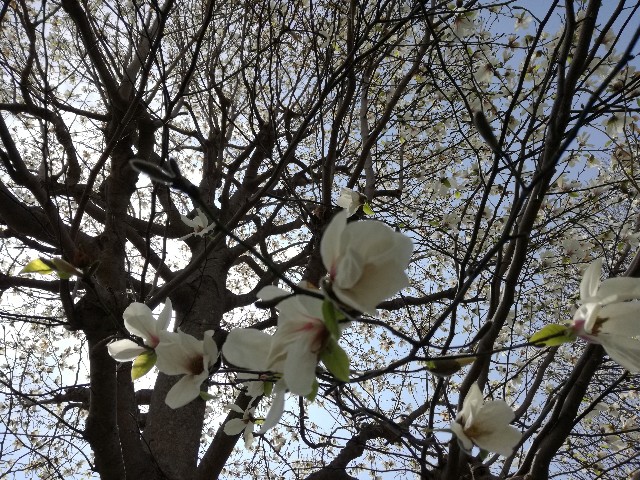 f:id:k-emu:20190326235534j:image