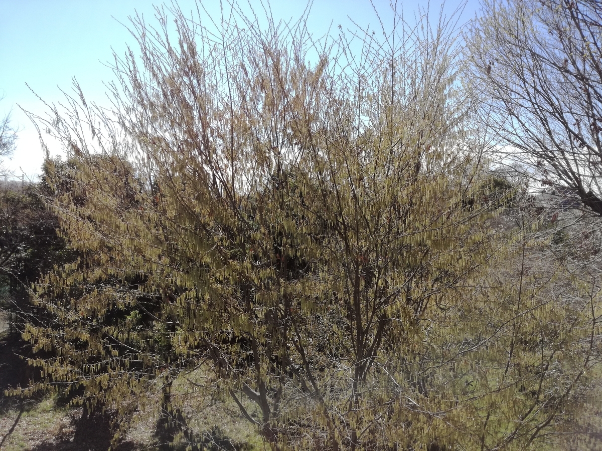 f:id:k-emu:20190401222539j:plain f:id:k-emu:20190401222539j:plain