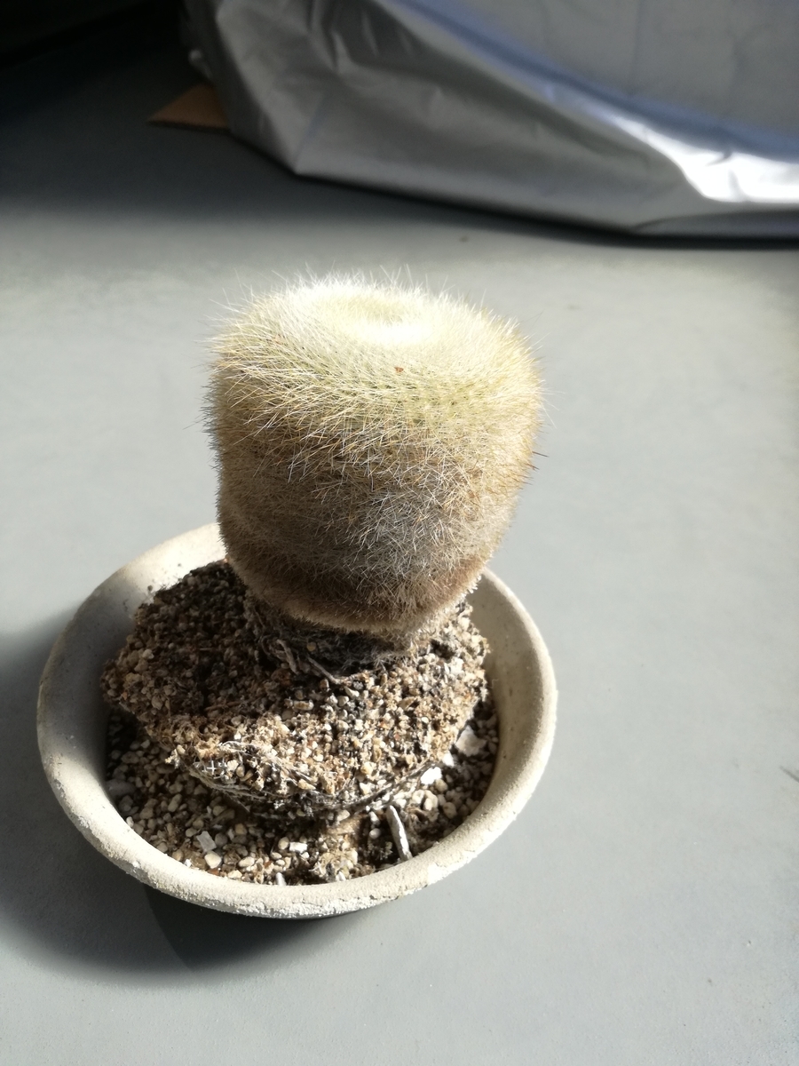 f:id:k-emu:20190401223428j:plain f:id:k-emu:20190401223428j:plain