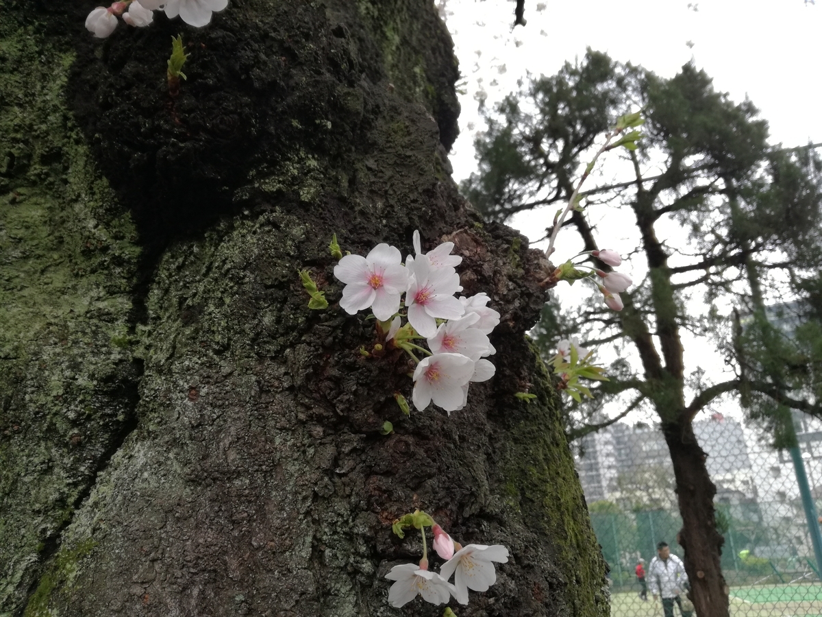 f:id:k-emu:20190403232510j:plain