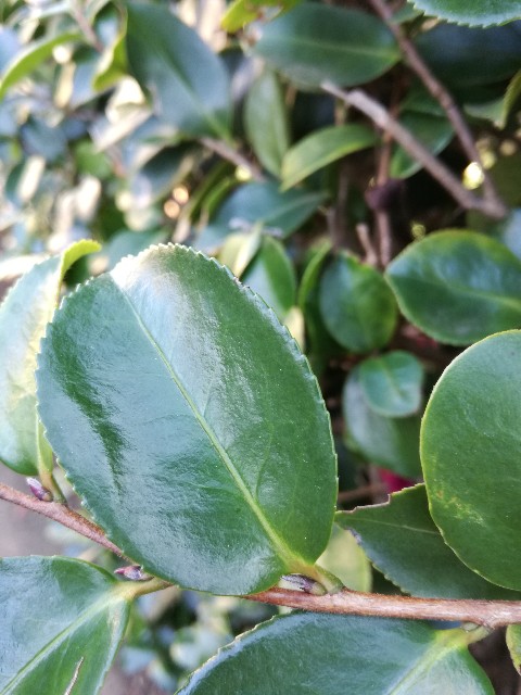 f:id:k-emu:20191212230119j:image