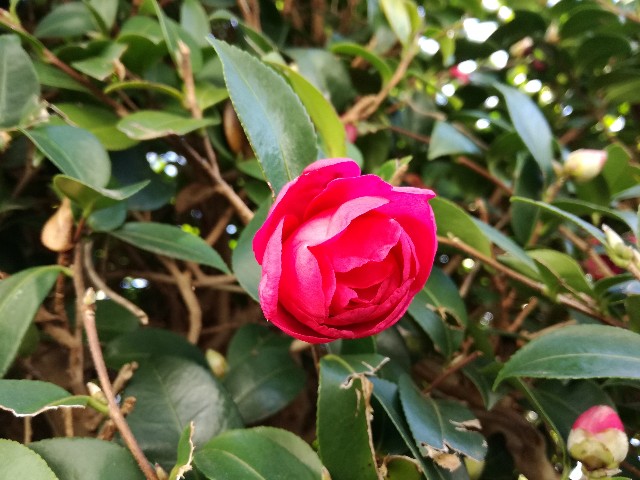 f:id:k-emu:20191212230227j:image