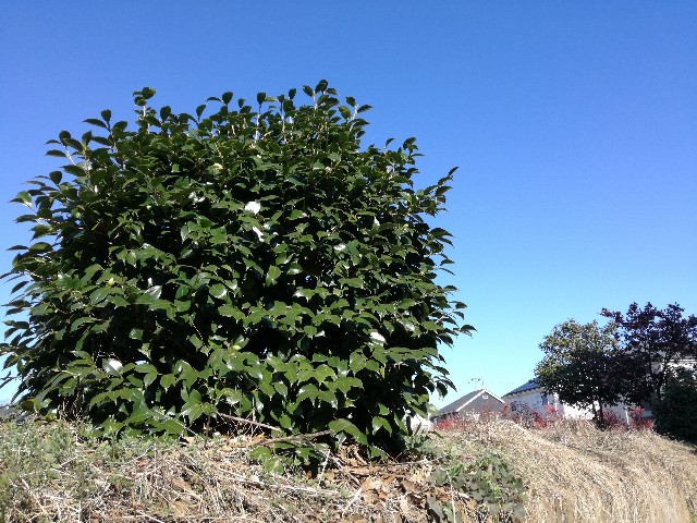 f:id:k-emu:20191212230255j:image