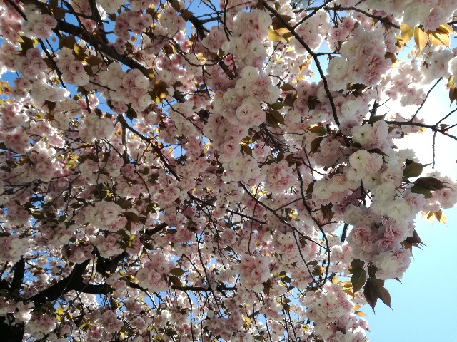 f:id:k-emu:20200420220514j:image