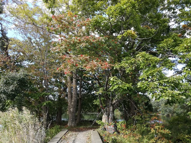 f:id:k-emu:20201009232428j:image