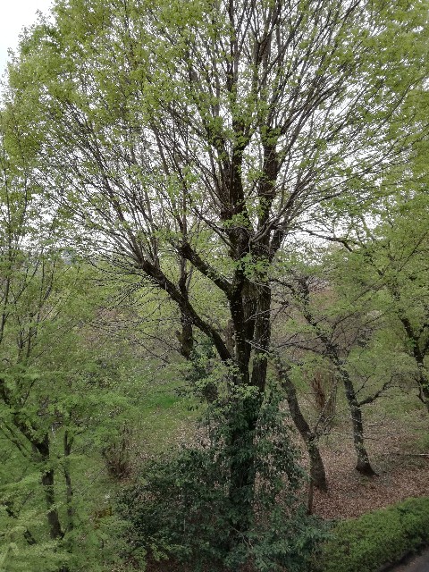 f:id:k-emu:20210403220808j:image