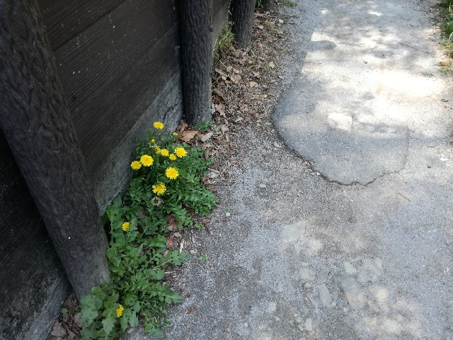 f:id:k-emu:20210408232011j:image
