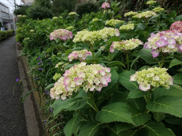 f:id:k-emu:20210522234840j:image