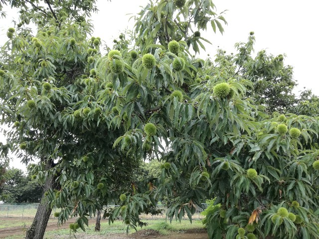 f:id:k-emu:20210729194344j:image