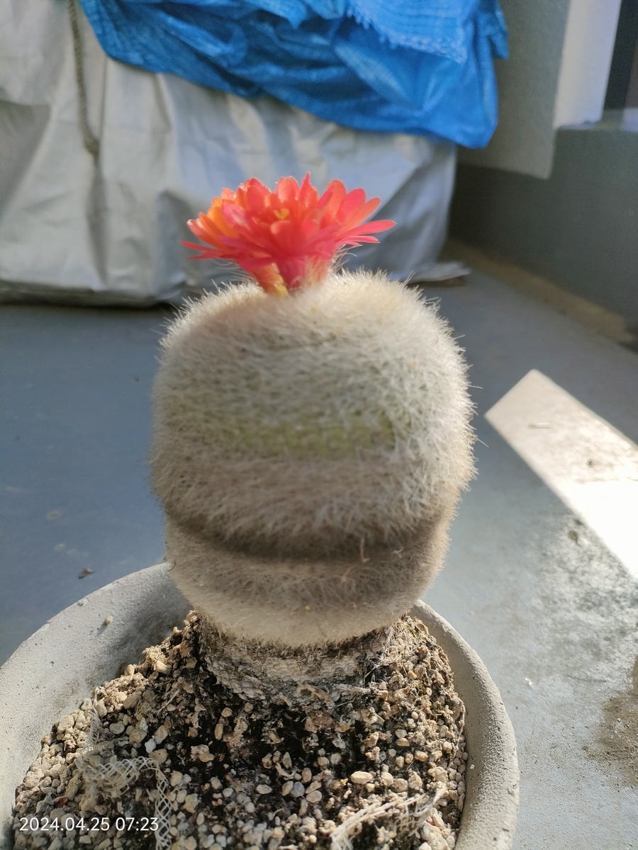 サボテンの花。さらに咲いて4つに - 自分方位研究所