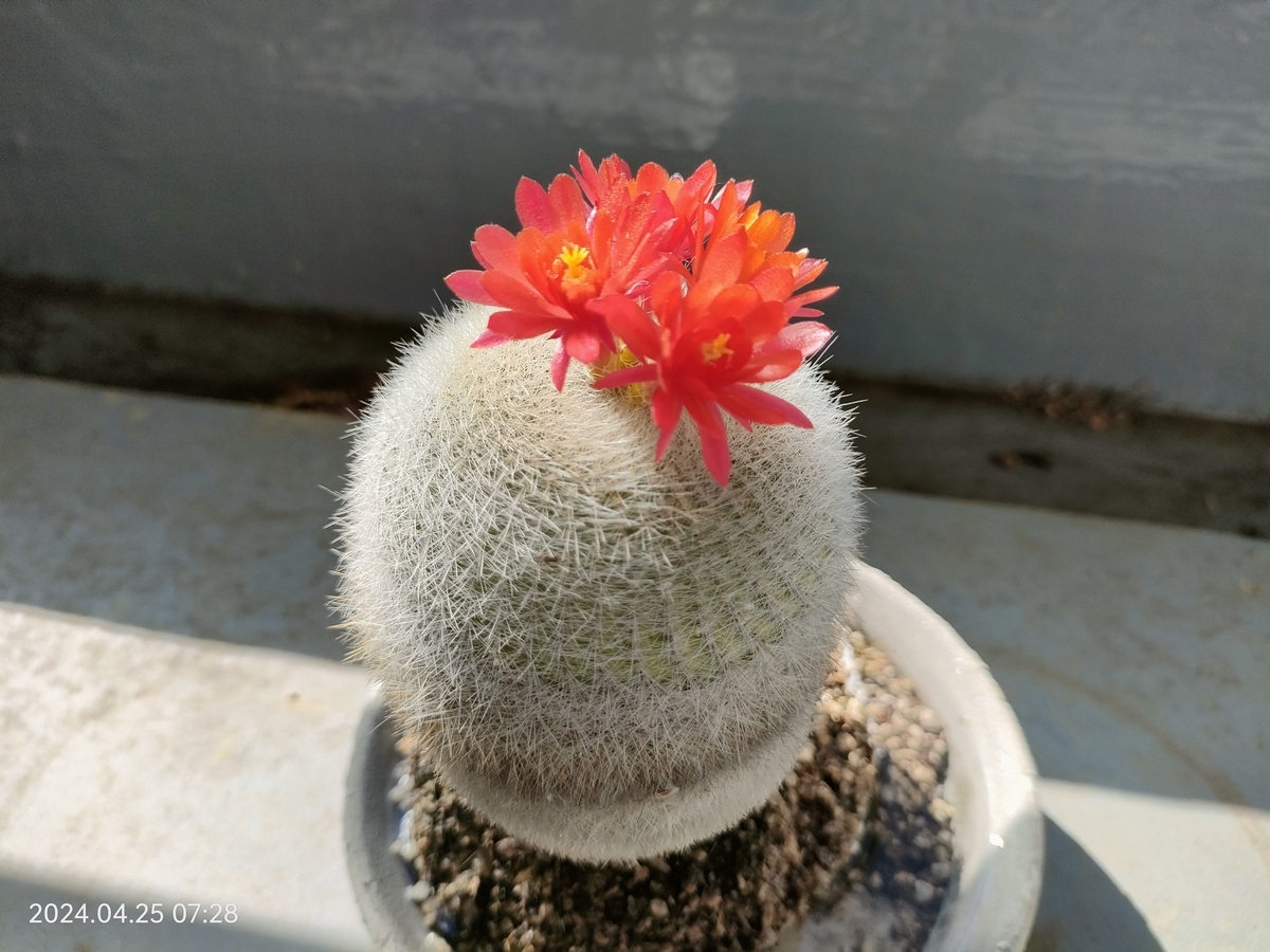 サボテンの花。さらに咲いて4つに - 自分方位研究所