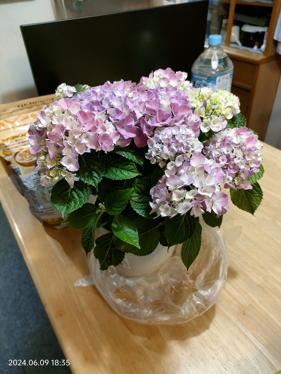 鉢植えの紫陽花 - 自分方位研究所