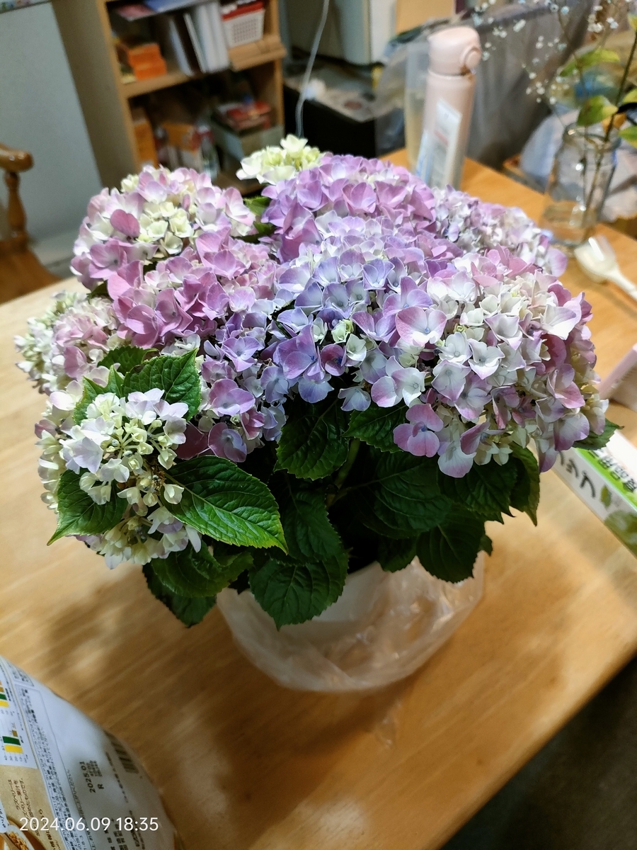 鉢植えの紫陽花 - 自分方位研究所