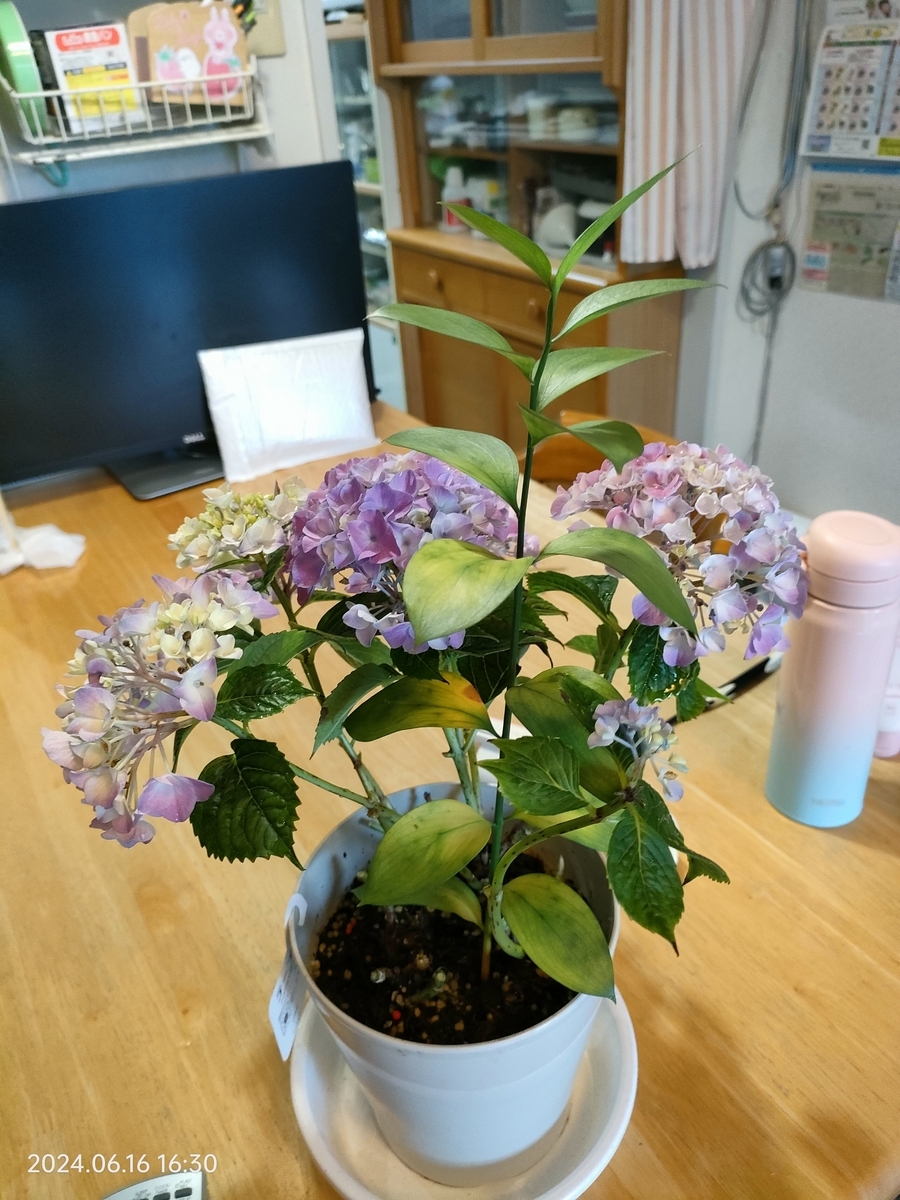 鉢植えあじさい。1週間で半分枯れる - 自分方位研究所