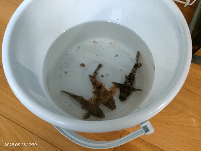 f:id:k-emu:20250325230615j:image