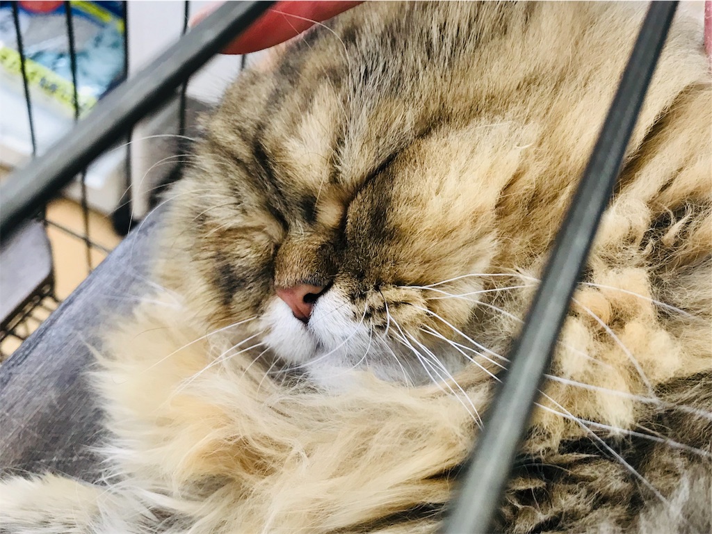 f:id:k-est:20181229190428j:image