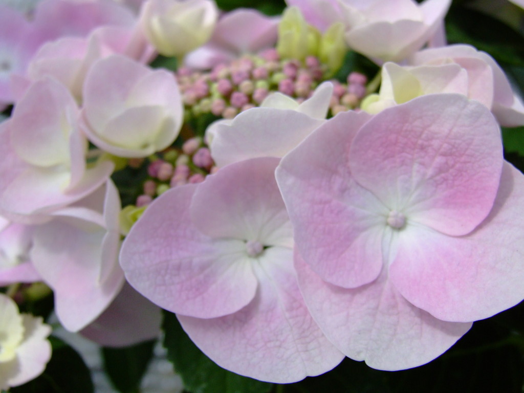 個別 あじさい アジサイ 紫陽花 花 フリーフォト ピンク の写真 画像 花の写真 Hp素材のおすそわけ 画像庫 Http Hide Kanari Info