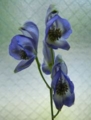20110629150703