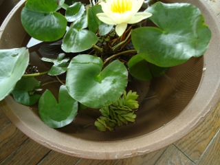 f:id:k-heidi:20120720125818j:image:left