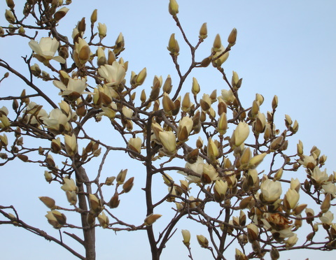 f:id:k-hisatune:20070122194953j:image f:id:k-hisatune:20070122194953j:image