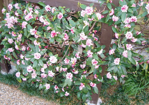 f:id:k-hisatune:20070122200149j:image f:id:k-hisatune:20070122200149j:image