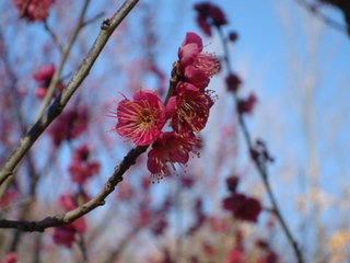 f:id:k-hisatune:20110201101651j:image f:id:k-hisatune:20110201101651j:image