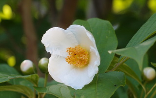 f:id:k-hisatune:20110622074447j:image f:id:k-hisatune:20110622074447j:image