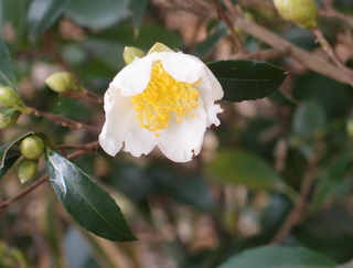 f:id:k-hisatune:20111021074431j:image f:id:k-hisatune:20111021074431j:image