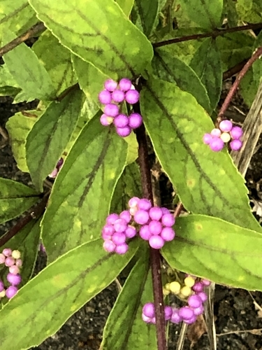 f:id:k-hisatune:20210903062811j:plain