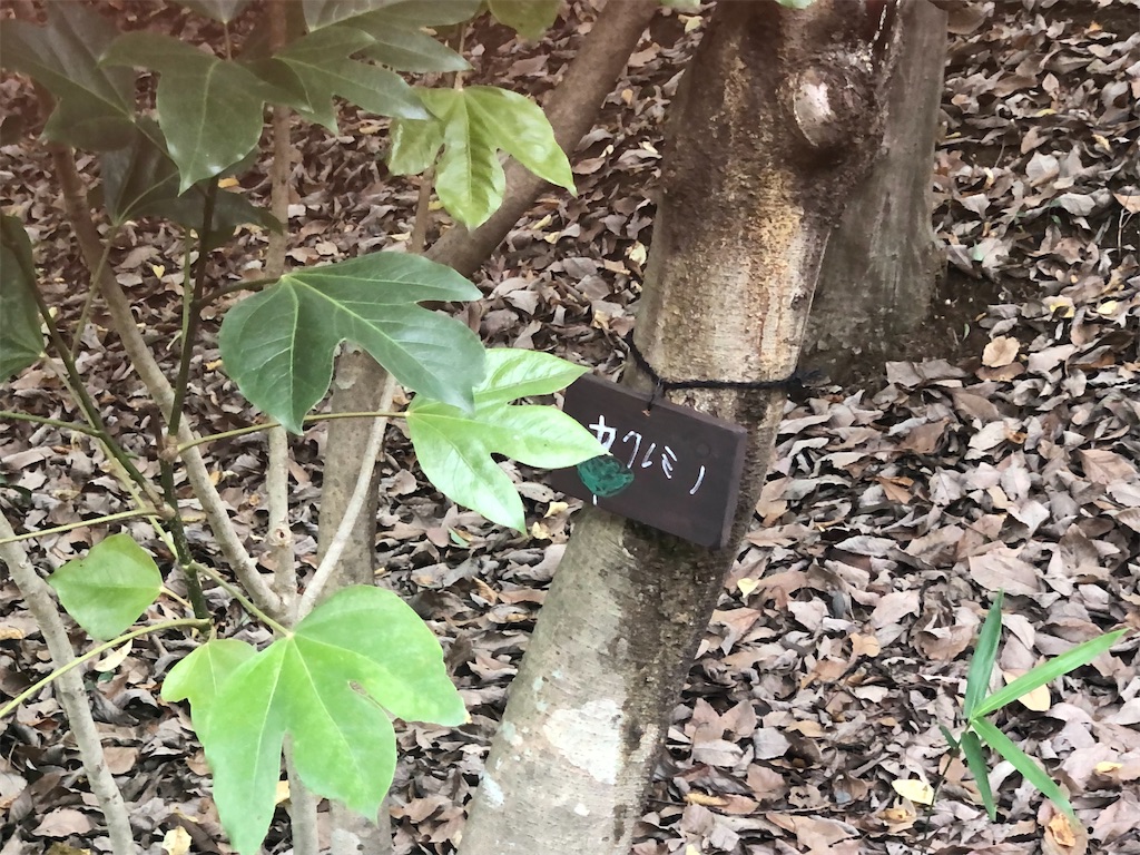 f:id:k-hisatune:20210916090241j:image f:id:k-hisatune:20210916090241j:image