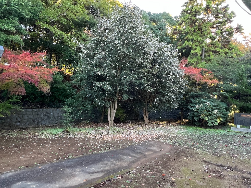 f:id:k-hisatune:20221117061412j:image f:id:k-hisatune:20221117061412j:image
