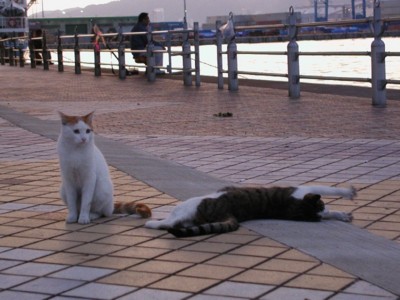 六甲大橋下の猫