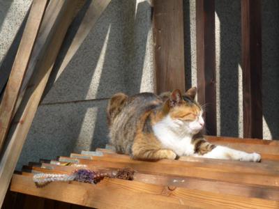 海神社の猫