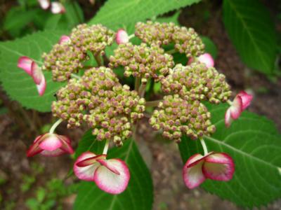 神戸森林植物園 清澄沢紫陽花（キヨスミサワアジサイ）