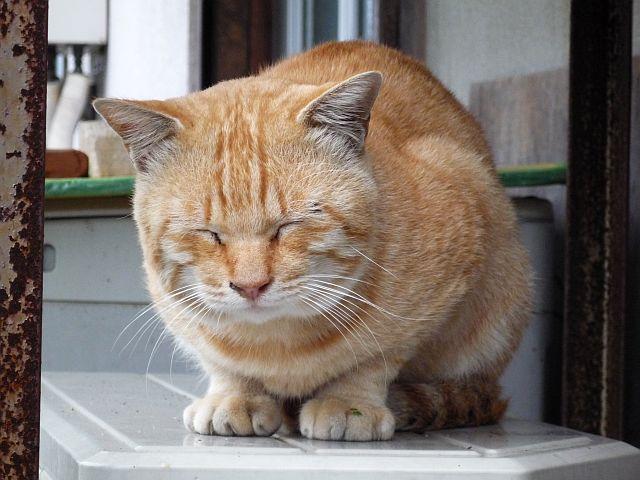 明石港の猫